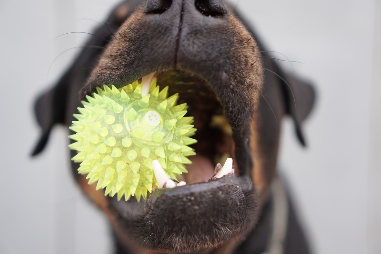 בריאות הפה אצל כלבים