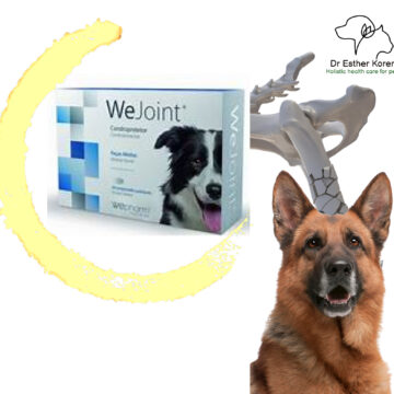 “We joint ” – ווי ג’וינט לטיפול בבעיות פרקים בכלבים מעל 10 ק”ג