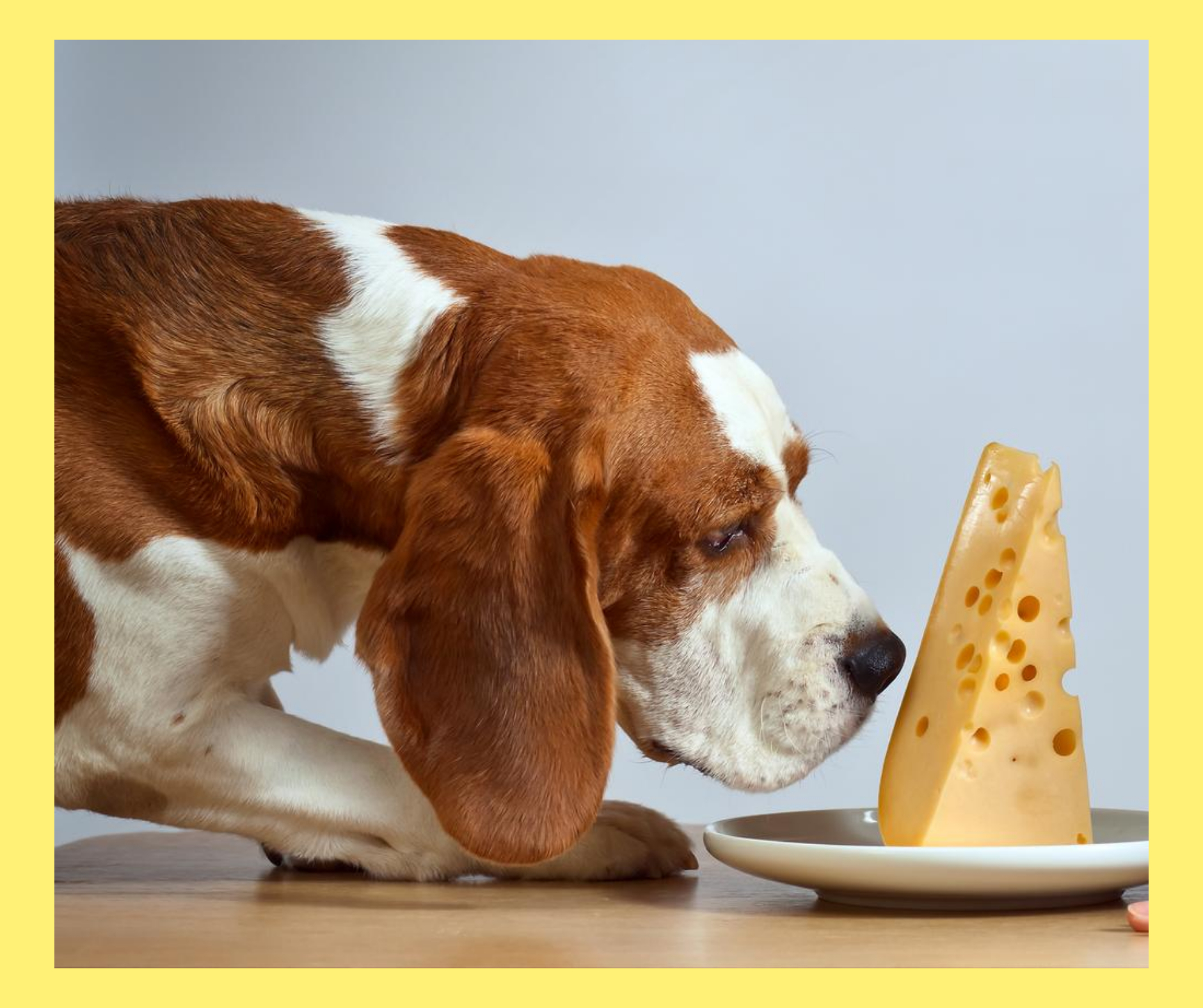 גבינה צהובה לכלבים