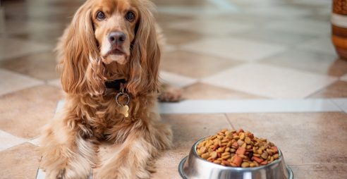  הכלב לא אוכל את האוכל שלו: סיבות עיקריות ומה לעשות