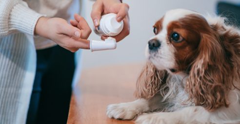  בריאות הפה בכלבים: סימנים אשר מצביעים על ניקוי שיניים לקוי ואו מחלת חניכיים