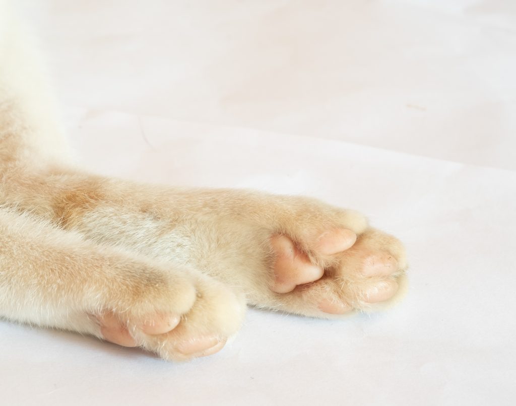 ג'ל צמחי לצינון כפות רגליים של כלבים בקיץ - PatitasSanasrefreshing foot gel for urban pets