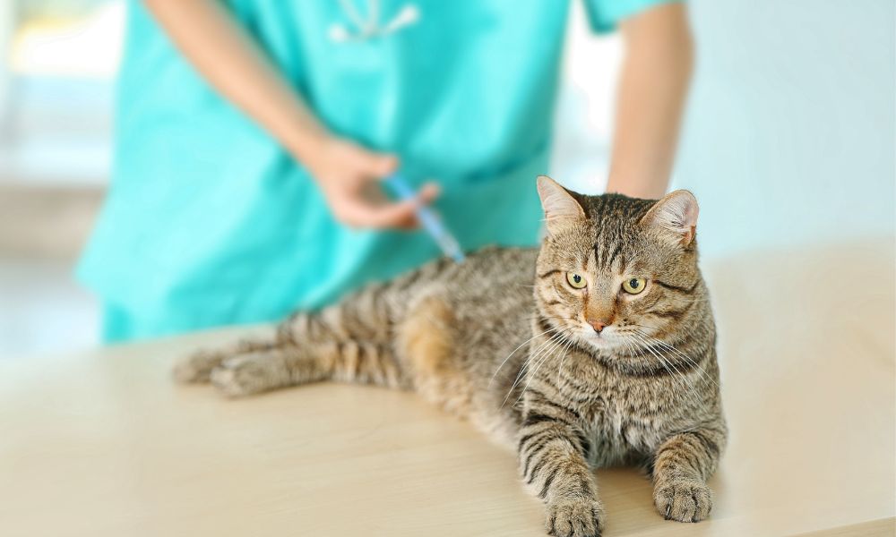 תמונה של חיסון מרובע לחתול