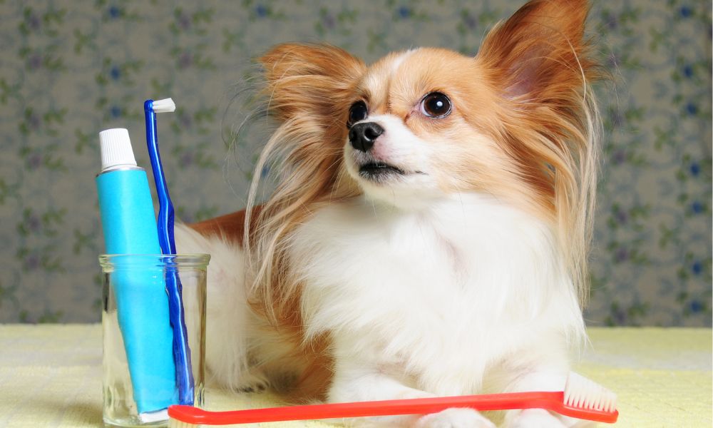 תמונה של משחת שיניים לדלקות חניכיים לכלב
